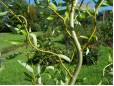 Salix Matsudana Tortuosa - diametru 8/10, inaltime 3m